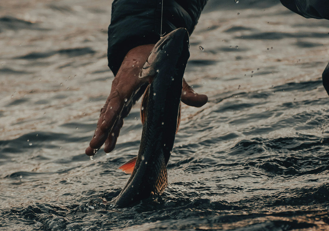 Great Lakes Fresh Fish